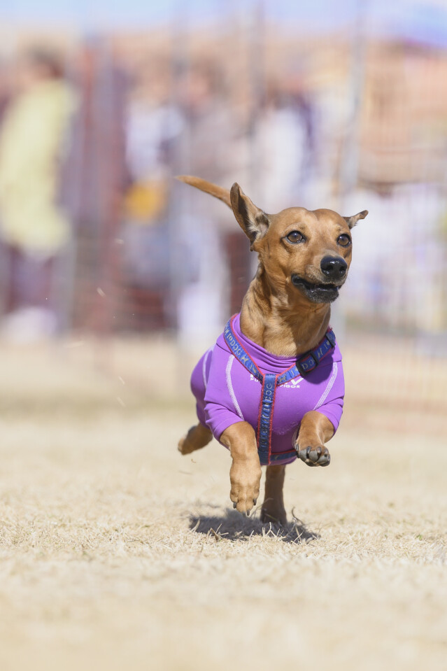 1/25ドックレース