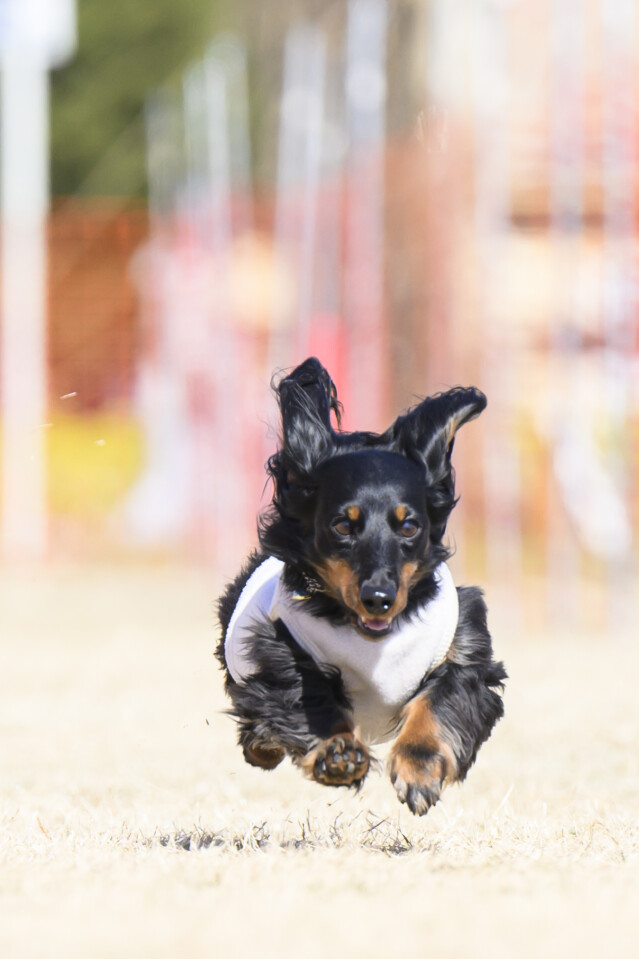 1/24ドックレース