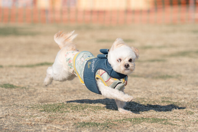 1/24ドックラン小型　14時～15時
