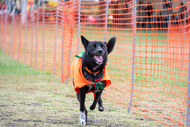 ソレイユ　ドックレース