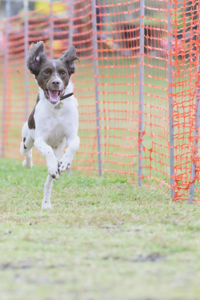 ソレイユ　ドックレース