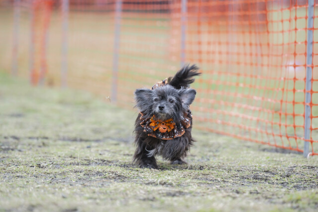 ソレイユ　ドックレース