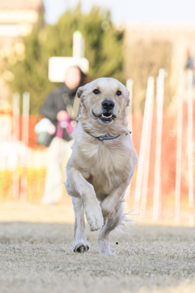 1/24ドックレース