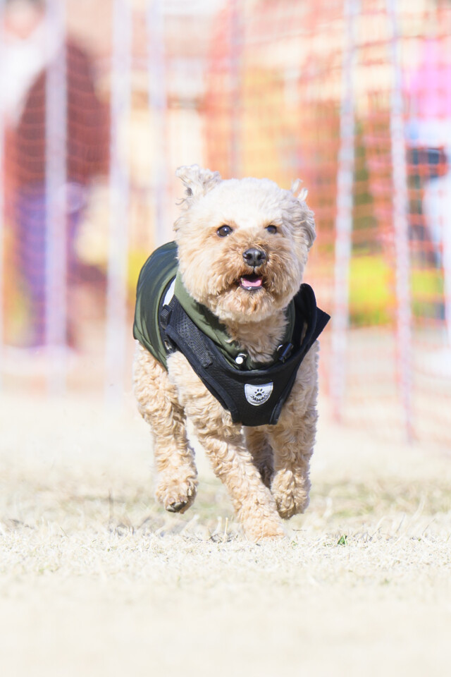 1/24ドックレース