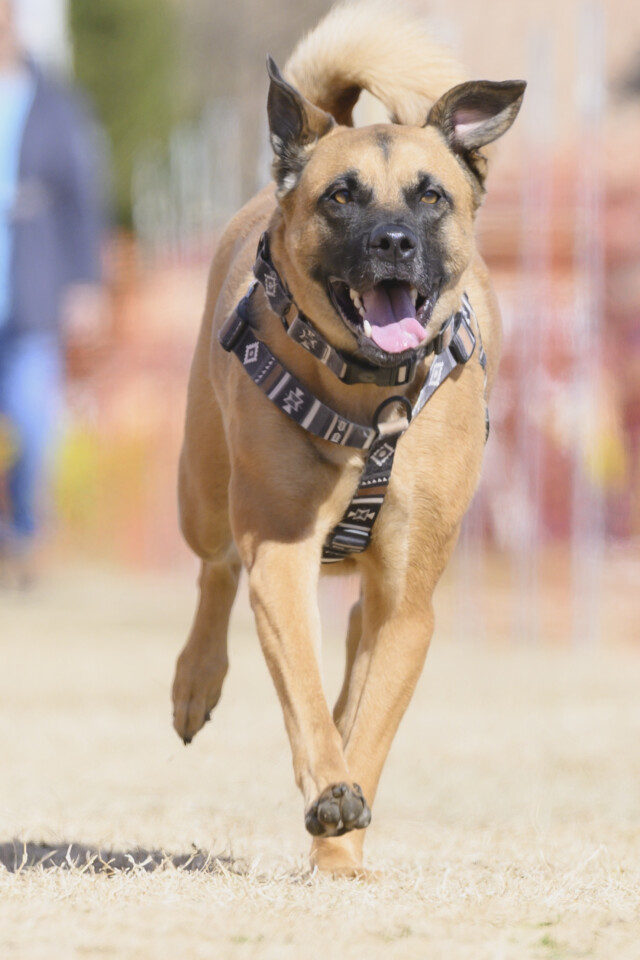 1/25ドックレース