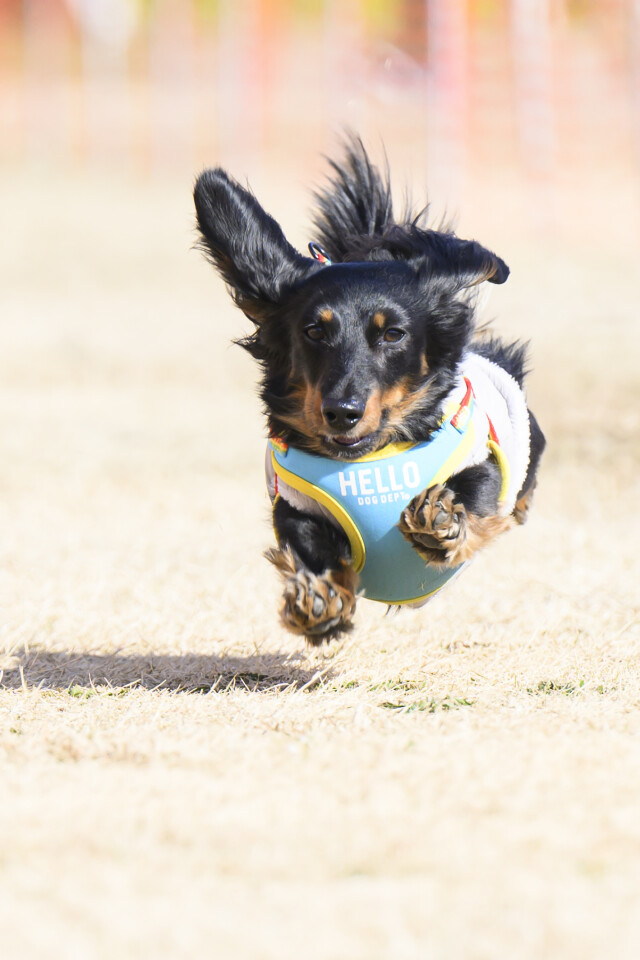 1/24ドックレース