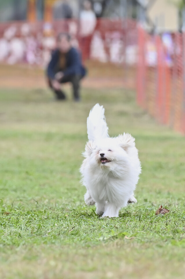 ソレイユ　ドックレース