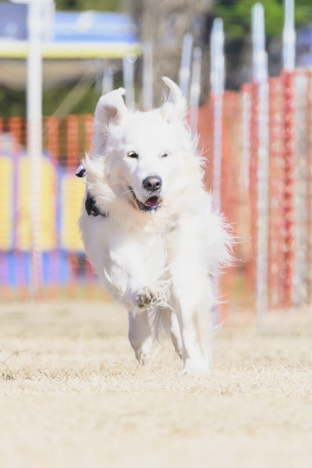 1/25ドックレース