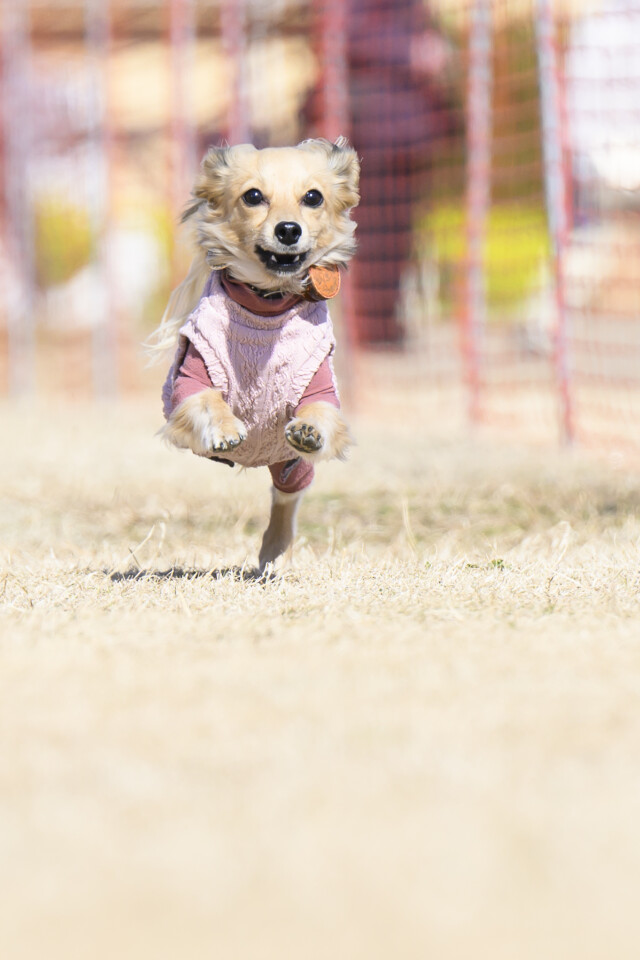 1/24ドックレース