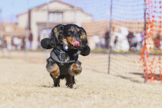 1/25ドックレース