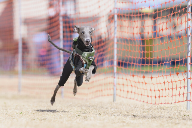 1/25ドックレース