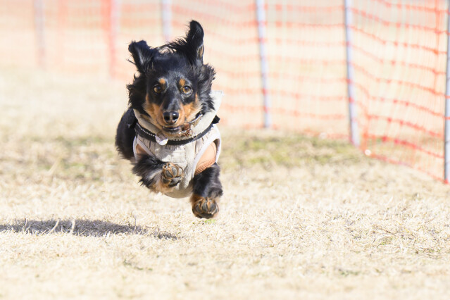 1/24ドックレース