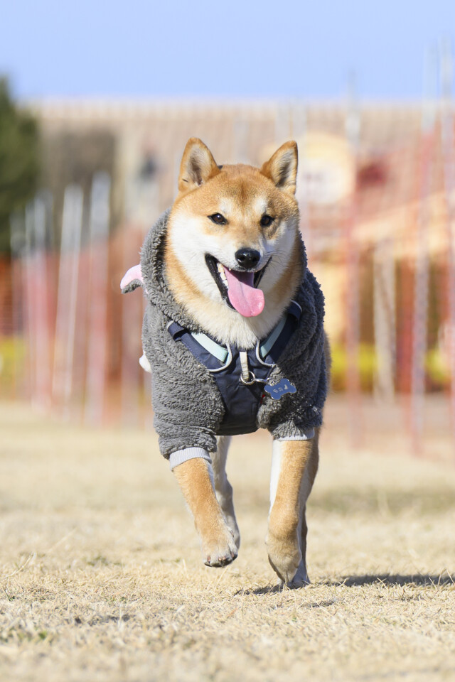 1/24ドックレース