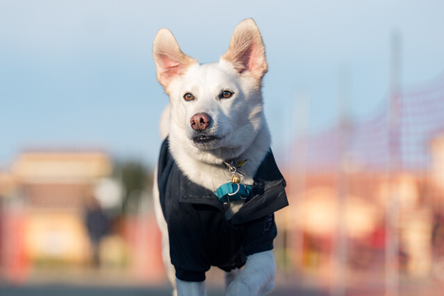 1/24ドックレース