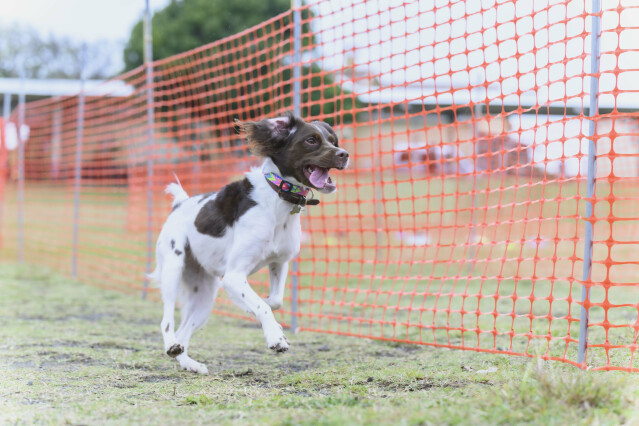 ソレイユ　ドックレース