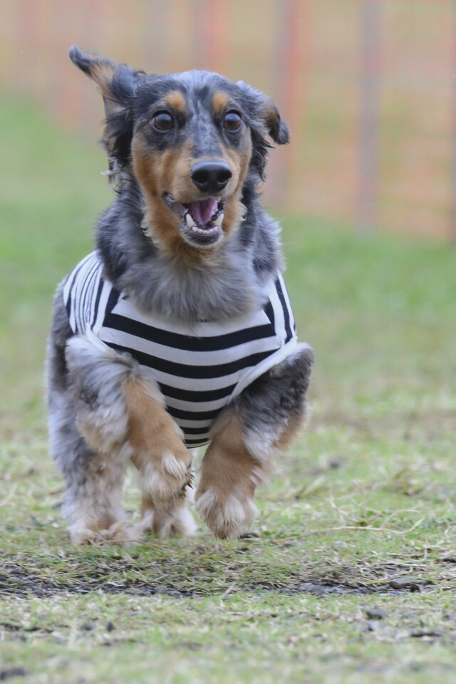 ソレイユ　ドックレース