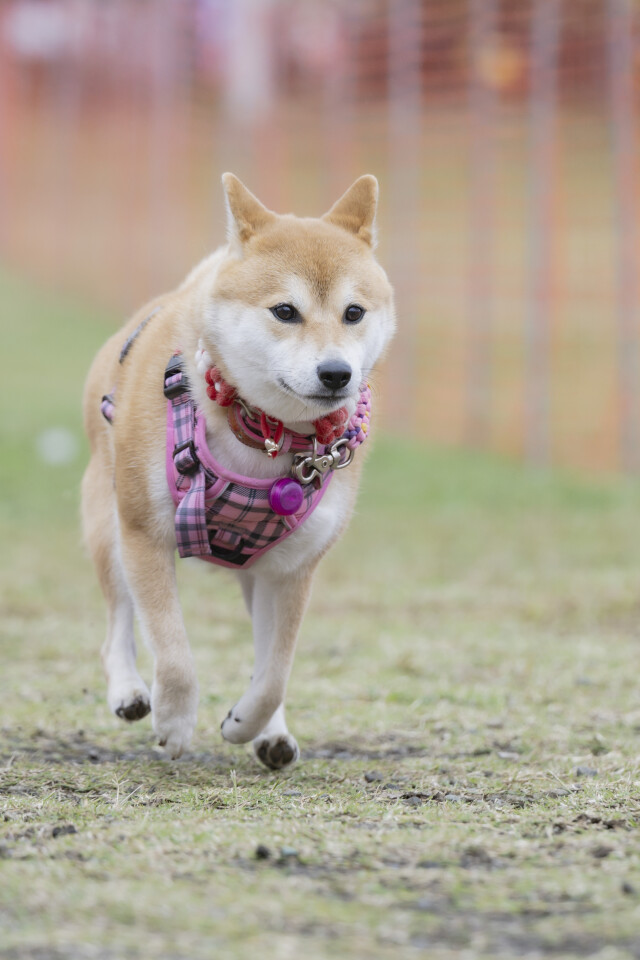 ソレイユ　ドックレース