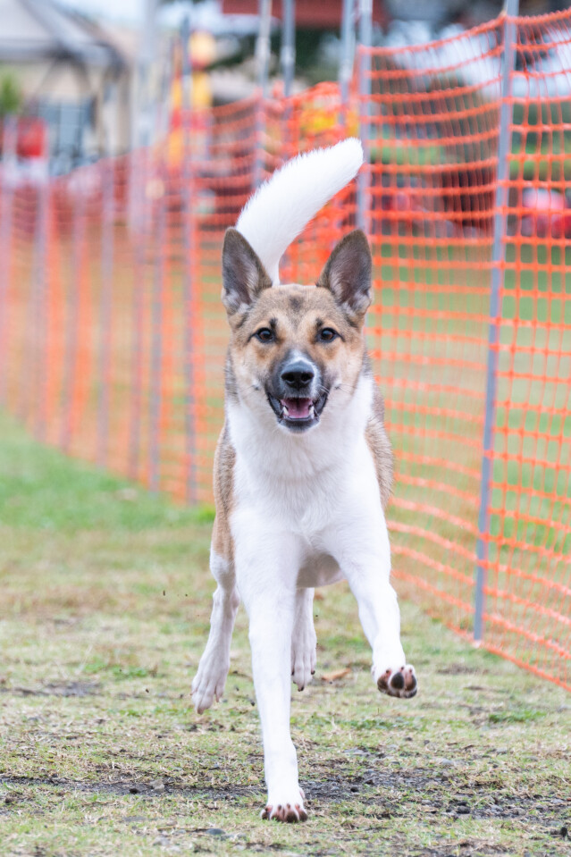 ソレイユ　ドックレース