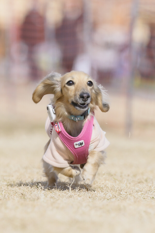 1/25ドックレース