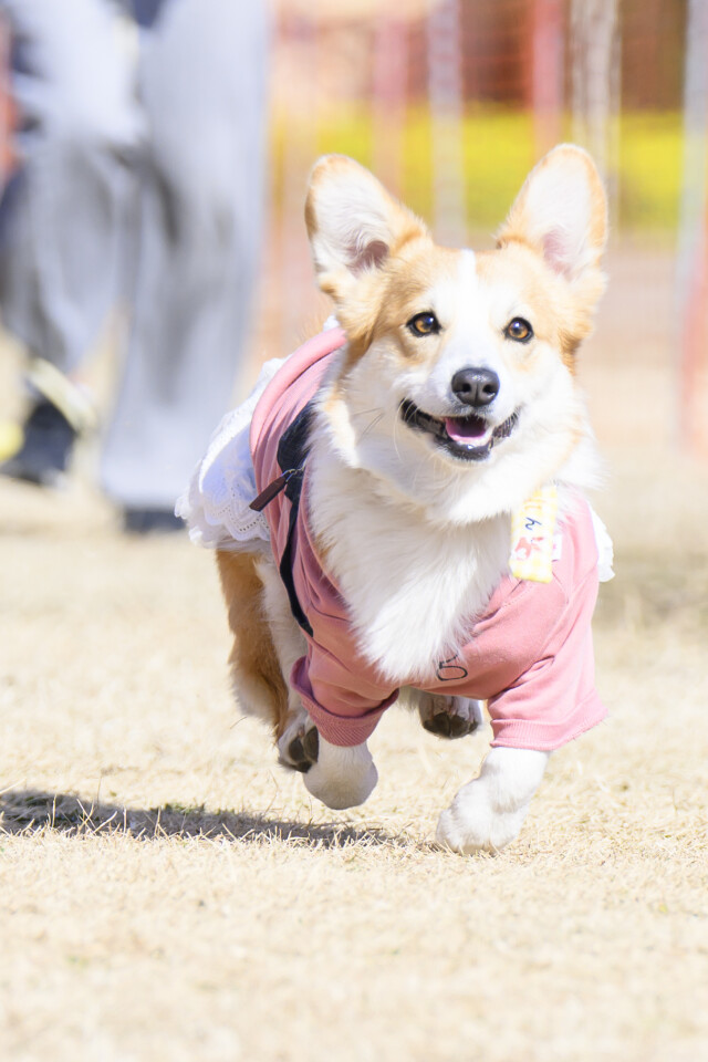 1/24ドックレース