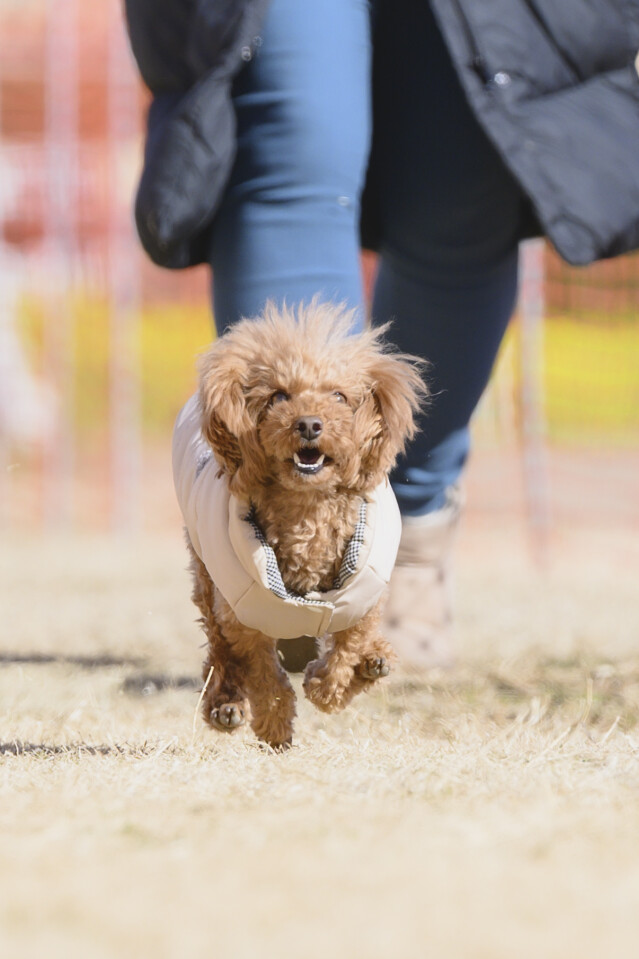 1/25ドックレース