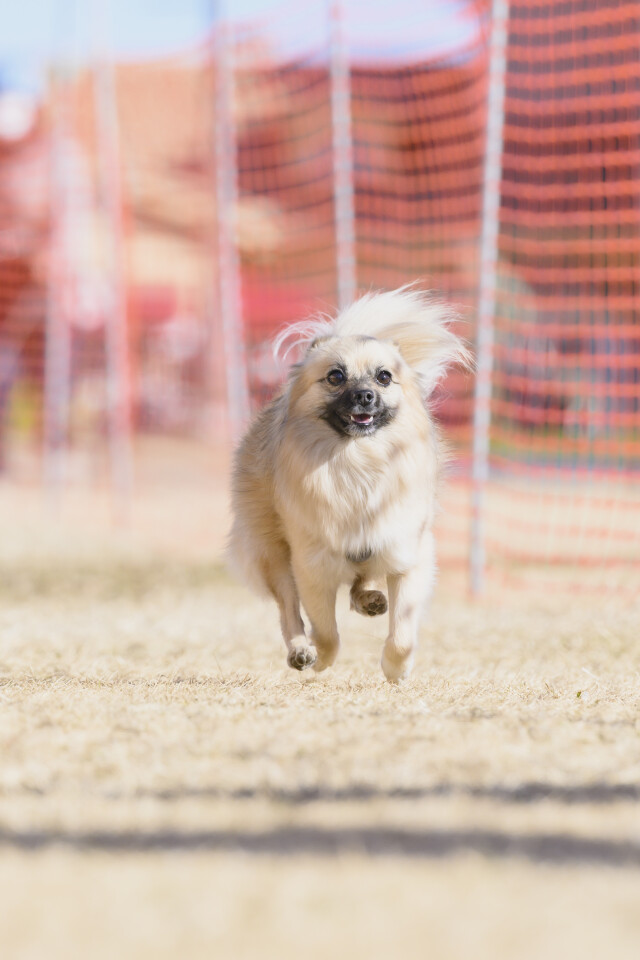 1/25ドックレース