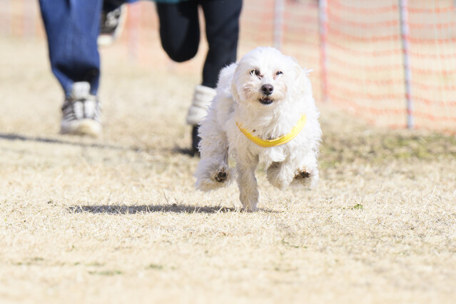 1/24ドックレース