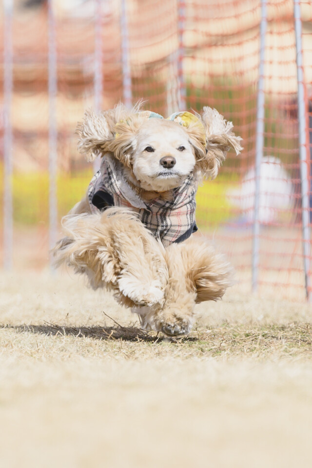 1/25ドックレース