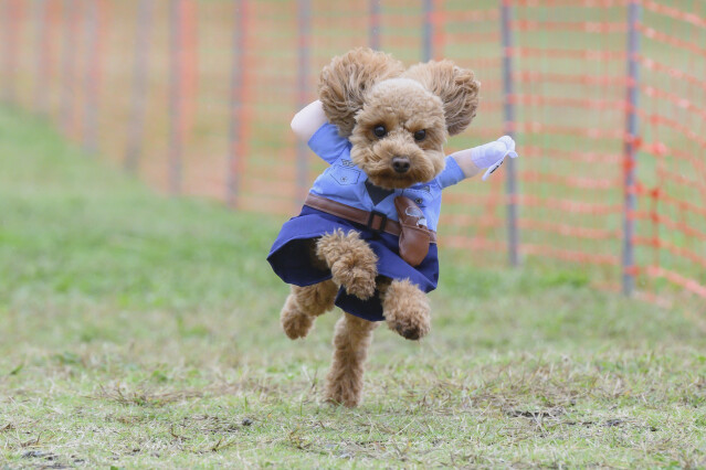 ソレイユ　ドックレース