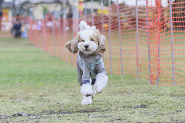 ソレイユ　ドックレース