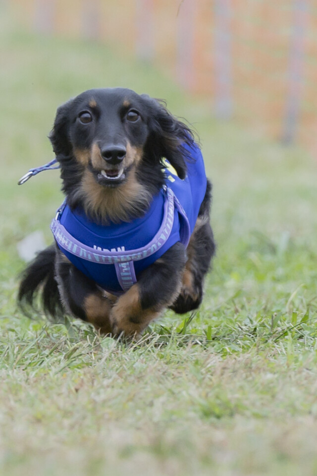 ソレイユ　ドックレース