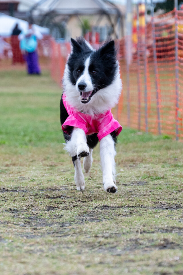 ソレイユ　ドックレース