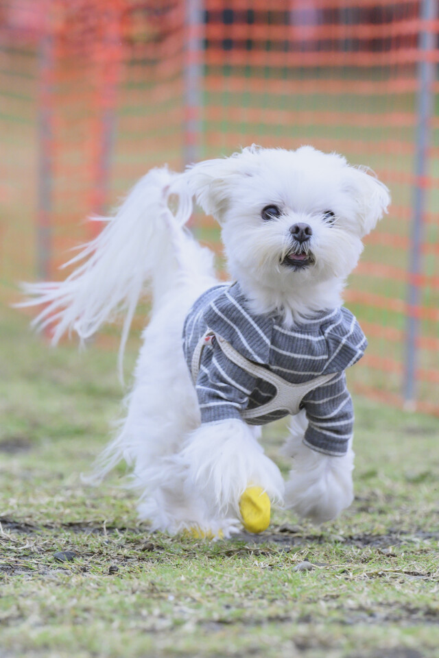 ソレイユ　ドックレース