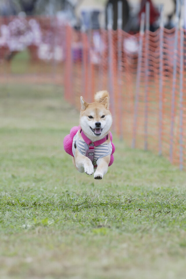 ソレイユ　ドックレース