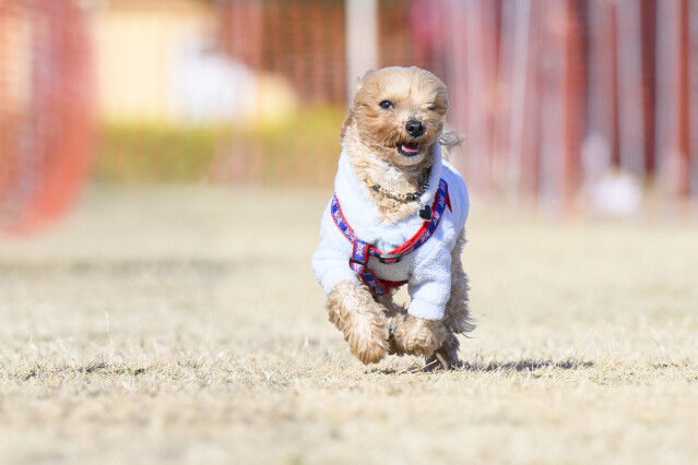 1/24ドックレース