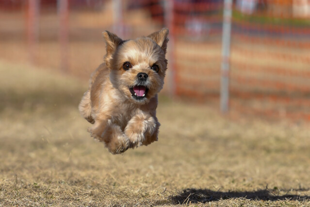 1/25ドックレース