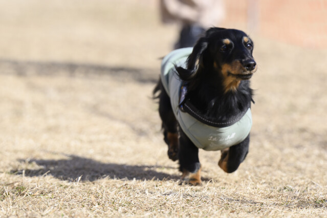 1/24ドックレース