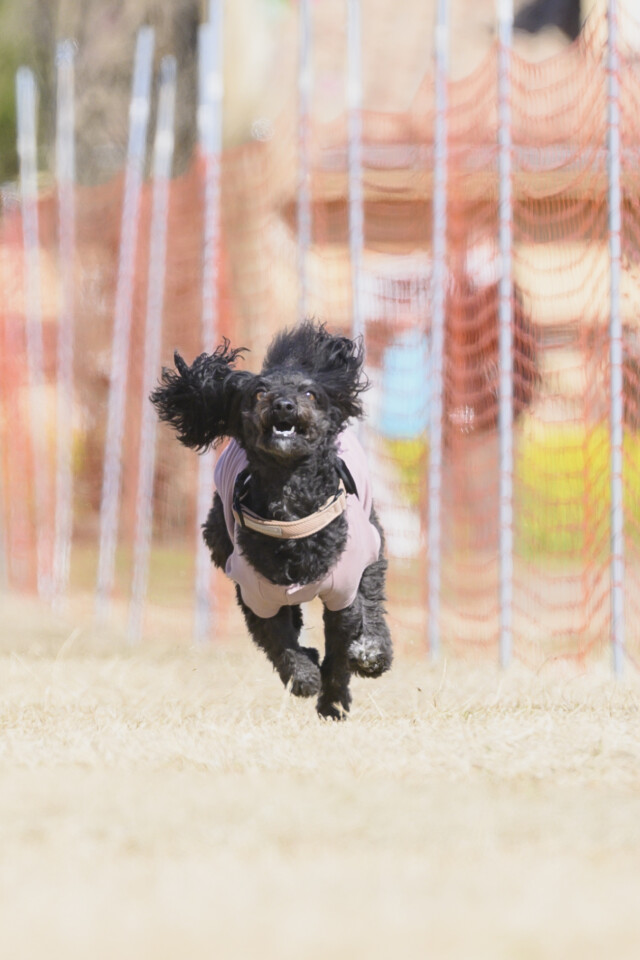 1/25ドックレース