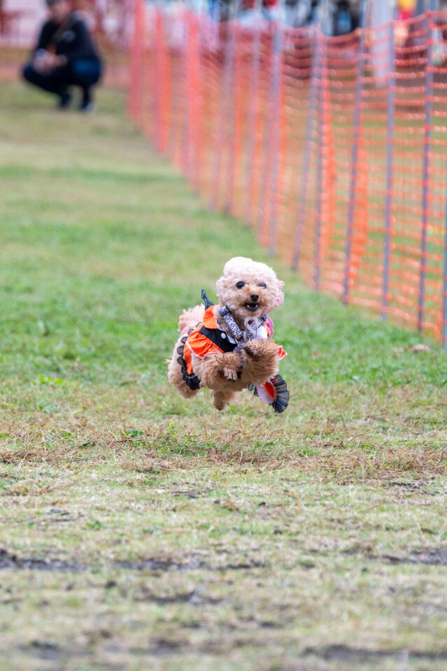 ソレイユ　ドックレース