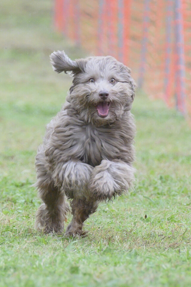 ソレイユ　ドックレース