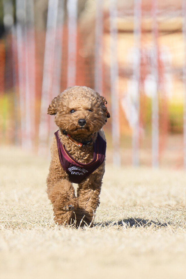 1/24ドックレース