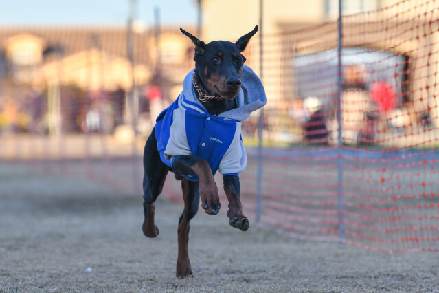 1/25ドックレース