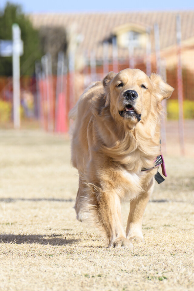 1/24ドックレース