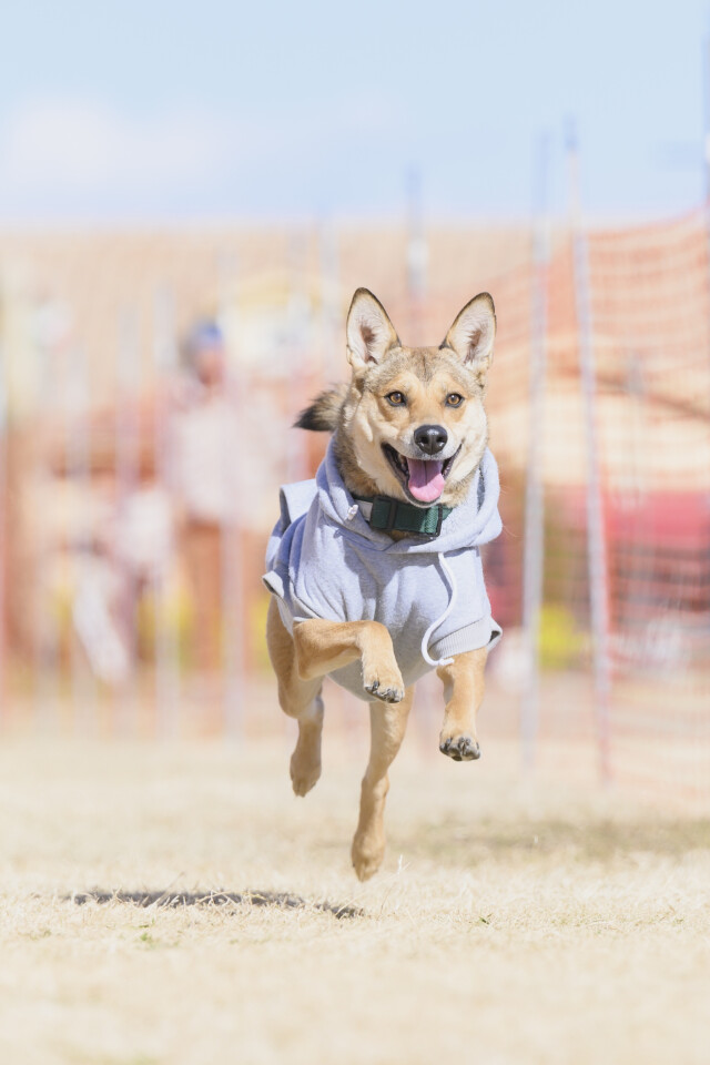 1/25ドックレース