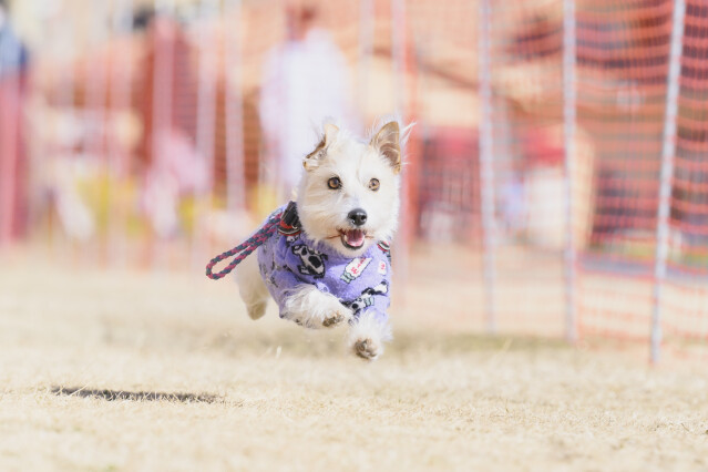 1/25ドックレース