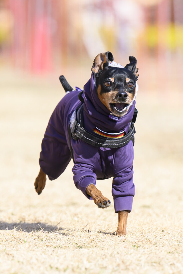 1/24ドックレース