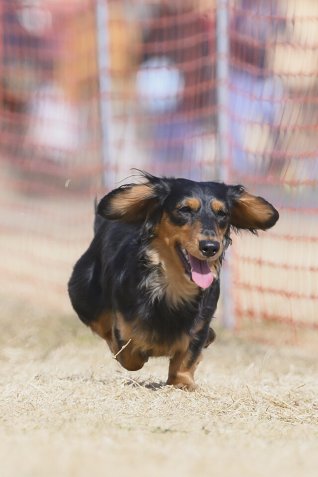 1/25ドックレース