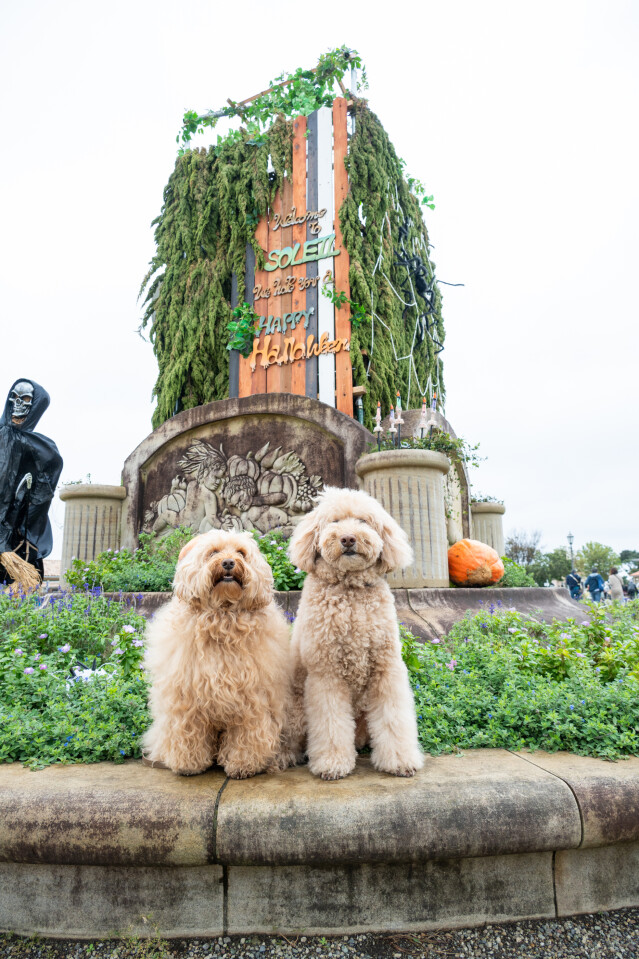 ソレイユ　1日目スナップ写真