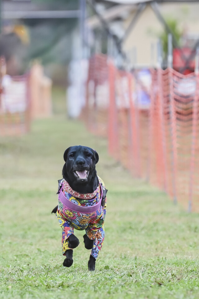 ソレイユ　ドックレース