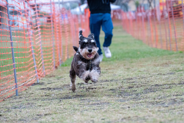 ソレイユ　ドックレース